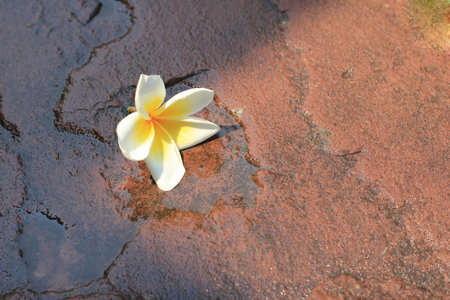 Frangipani flower on the ground with copy space for textの写真素材