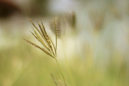 Grass flower in the garden with soft focus and blurred background.の写真素材