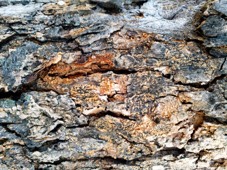 Tree bark texture. Tree bark texture. Tree bark background. Tree bark texture. Tree bark texture. Tree bark background.の写真素材