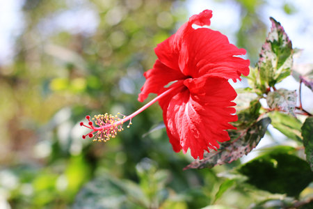 Red hibiscus flower in the garden with green leaves background.の写真素材