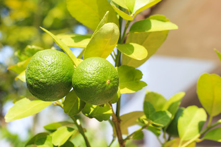 Lime fruit on the tree in the garden at sunny day, lemon fruit.の写真素材