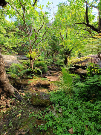 Ferns, ferns and rocks in the garden, Stone path in the tropical rainforest, Thailand. Natural background.の写真素材