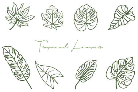 Line art Tropical leaves collection. Vector isolated elements on the white background.のイラスト素材