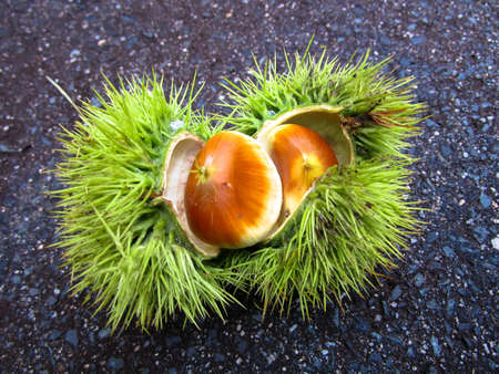 a chestnutの写真素材