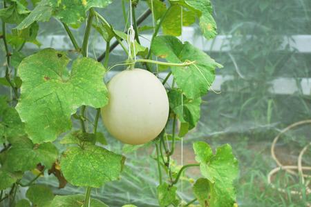 Shot of an immature melon with its stem in sparse housingの写真素材
