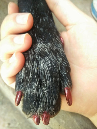 <p>Black dog paw in human hand, close-up of a paw</p>の写真素材