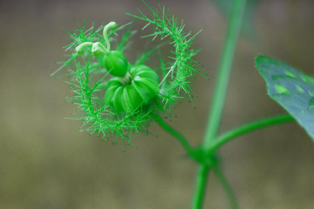 Passiflora foetida or Stinking Passion flower in the garden.の写真素材
