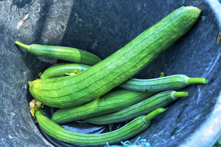 Fresh sponge gourd in the black plastic bucket.の写真素材
