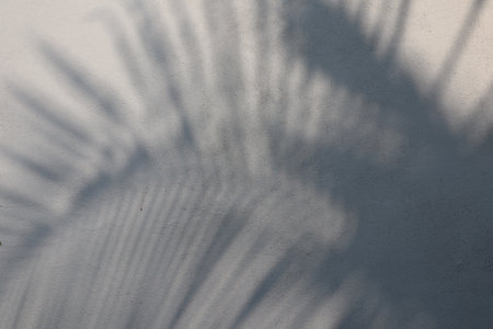 shadow of palm leaf on white cement wall. abstract background and texture