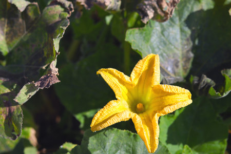 Flower of zucchini (Cucurbita maxima)の写真素材