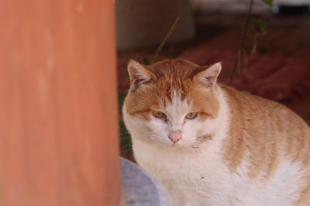The orange cat is looking at the camera with a curious expression on its face.の写真素材
