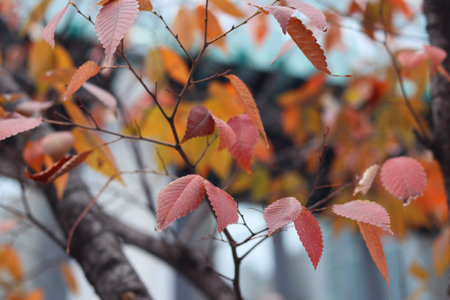 Autumn leaves on a tree in the park.の写真素材
