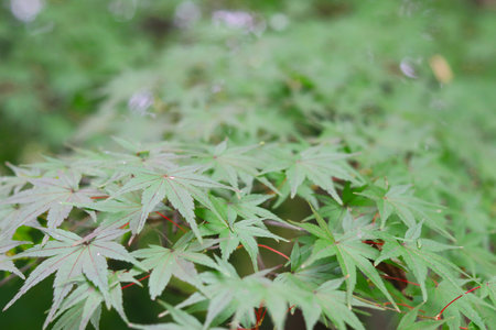 Green maple leaves in the garden. Beautiful natural background of treeの写真素材