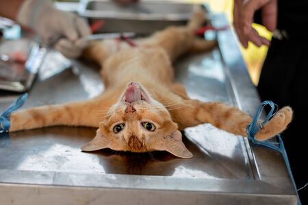 Cat in a veterinary surgery , Vet doing the operation for sterilizatio,  The cat on the operating...