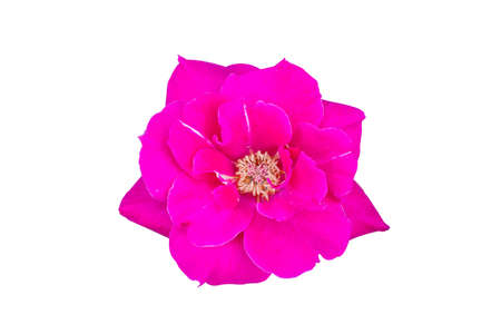 Close up of pink rose isolated on white backgroundの写真素材