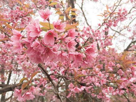 Thai Sakura blossom at Khun-Wang, Thailand