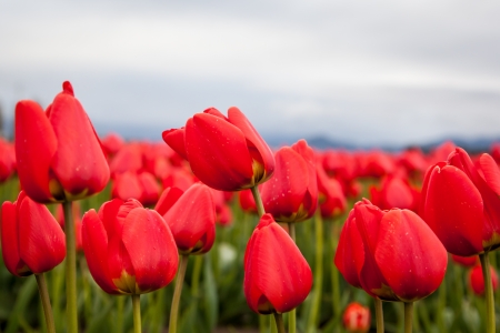 Closeup red tulip in the field の写真素材