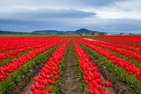 Red tulip field in cloudy day 