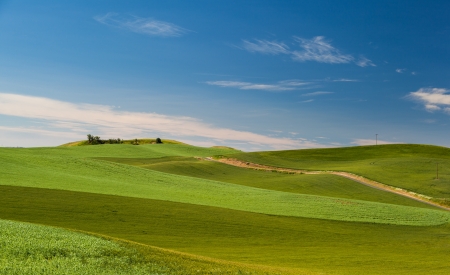 agricultural wheat field in rural area of Washington state の写真素材