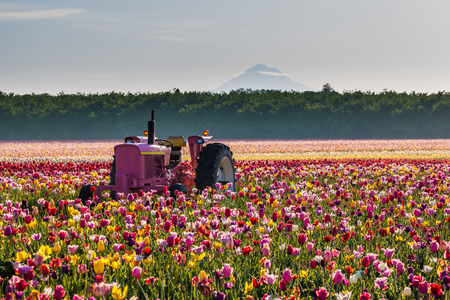 tractor in colorful tulip filed in Woodburn, Oregonの写真素材