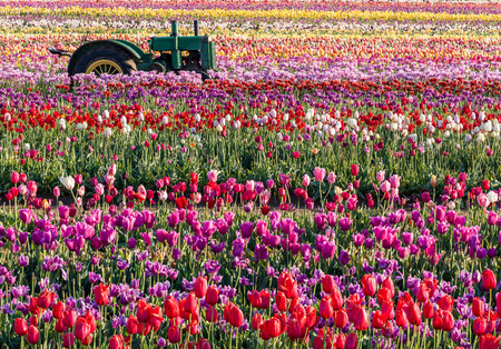 tractor in colorful tulip filed in Woodburn, Oregonの写真素材