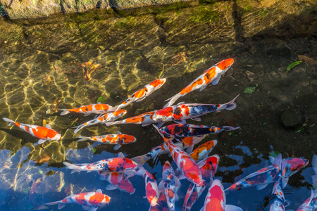 Colorful Koi fancy craps swim in clear water in city ditch.の写真素材