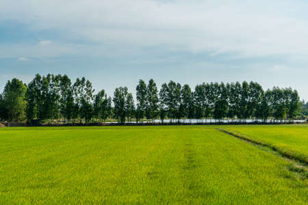 Green rice field in countryside area in Thailand