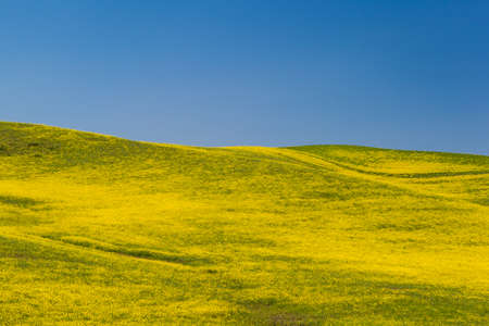 Blooming yellow Canola field with deep blue sky in summer, in Palouse, Washington, USA