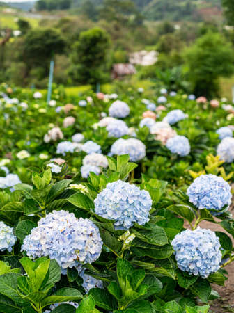 Blooming Hydrangea garden in architectural farm in Chiang Mai, Thailand.