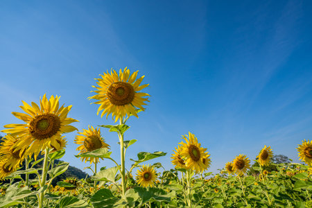 Sunflower field in a sunny day with blue sky in the background,の写真素材
