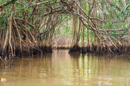 Banyan Tree and Mangrove forest in Sang Nae Canal Phang Nga, Thailand - Little Amazonの写真素材