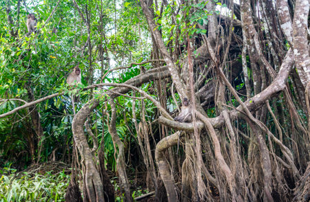 macaque monkeys in mangrove forest of Sang Nae Canal, Phang Na, Thailand