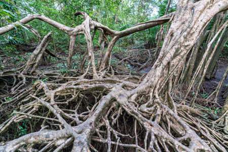 Massive banyan tree root system in rain forest, Sang Nae Canal Phang Nga, Thailandの写真素材