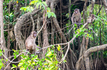 macaque monkeys in mangrove forest of Sang Nae Canal, Phang Na, Thailandの写真素材