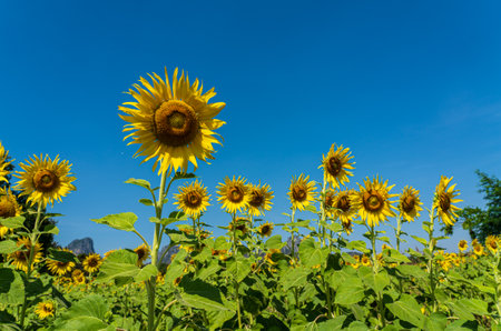 Sunflower field in a sunny day with blue sky in the backgroundの写真素材