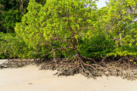 Mangrove treees in Mai Ngam beach, Surin island national park, Phang Nga, Thailand.の写真素材