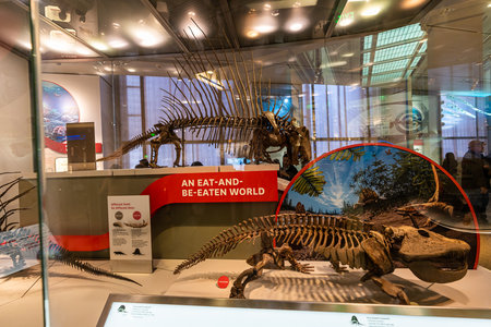 Washington DC, April 8 2023 - Dinosaur fossil in north america exhibit in Smithsonian national museum of natural history, Washington D.C., USA.のeditorial素材