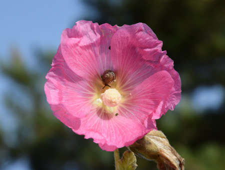 pink hollyhock with little snailの写真素材