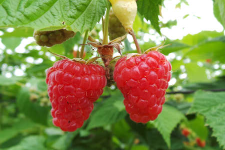 big beautiful red raspberry