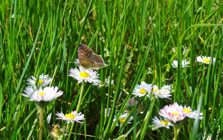 small butterfly on bellis perennis daisy with green grassの写真素材