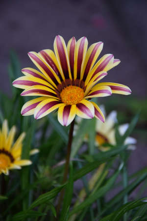beautiful gazania flowerの写真素材