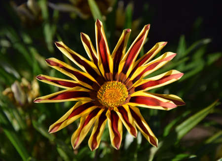single gazania flowerの写真素材