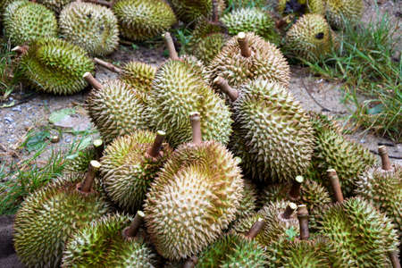 Durian mornthong backgroundの写真素材