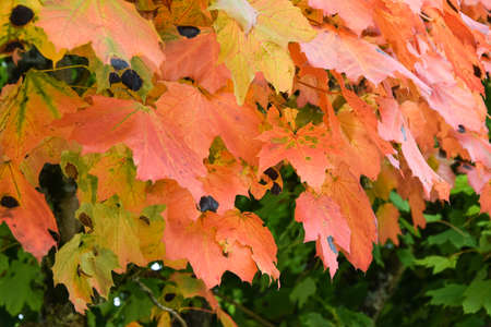 Orange leaves background- mapleの写真素材