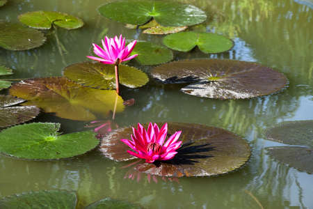 red pink waterlily lotus bloomingの写真素材