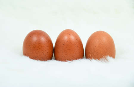 fresh eggs backgroundの写真素材