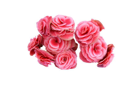 begonia flowers isolated on white background with clipping pathの写真素材