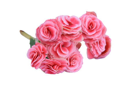 begonia flowers isolated on white background with clipping pathの写真素材
