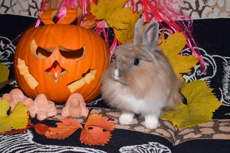 Cute bunny rabbit with halloween decorationの写真素材