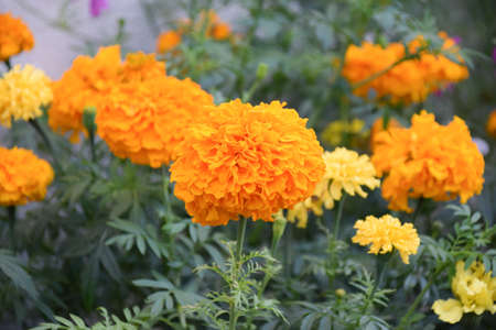 Orange yellow flower- Tagetes Marigold flowers blooming in summer